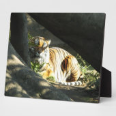 Tiger Catnap Fotoplaat (Zijkant)