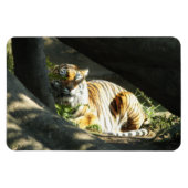 Tiger Catnap Magneet (Horizontaal)