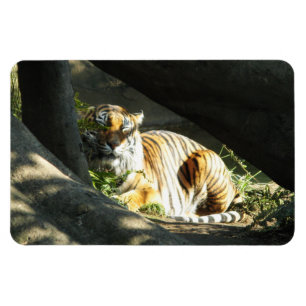 Tiger Catnap Magneet