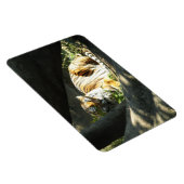 Tiger Catnap Magneet (Rechterzijde)