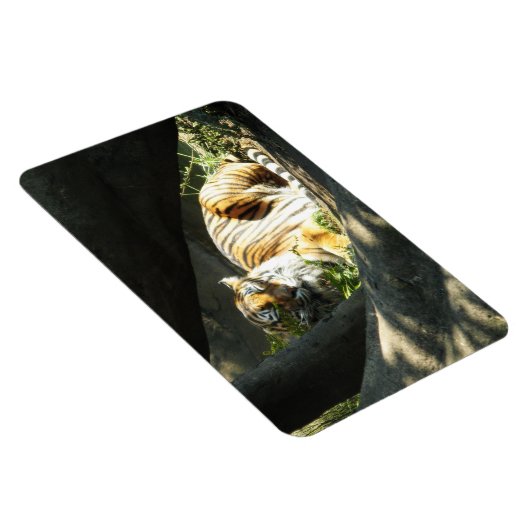 Tiger Catnap Magneet (Rechterzijde)