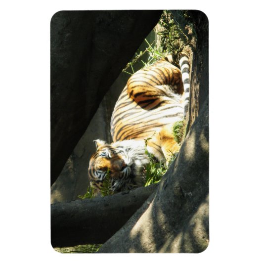 Tiger Catnap Magneet (Verticaal)