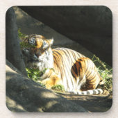 Tiger Catnap Onderzetter (Voorkant)