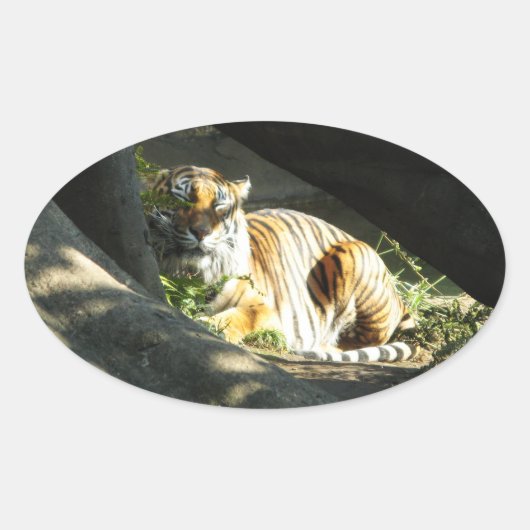 Tiger Catnap Ovale Sticker (Voorkant)