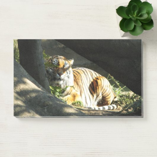 Tiger Catnap Post-it® Notes (Kantoor)