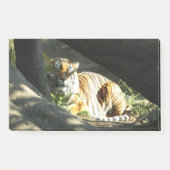 Tiger Catnap Post-it® Notes (Voorkant)