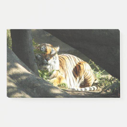Tiger Catnap Post-it® Notes (Voorkant)