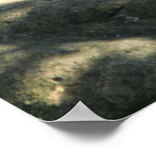 Tiger Catnap Poster (Hoek)