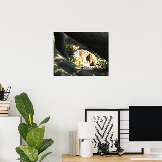 Tiger Catnap Poster (Thuiskantoor)