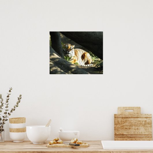 Tiger Catnap Poster (Keuken)