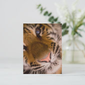 Tiger Close-up Uitzicht Briefkaart (Staand voorkant)