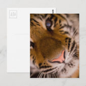 Tiger Close-up Uitzicht Briefkaart (Voorkant / Achterkant)