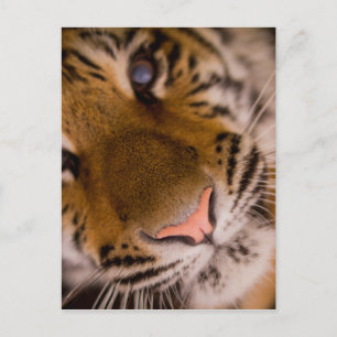 Tiger Close-up Uitzicht Briefkaart