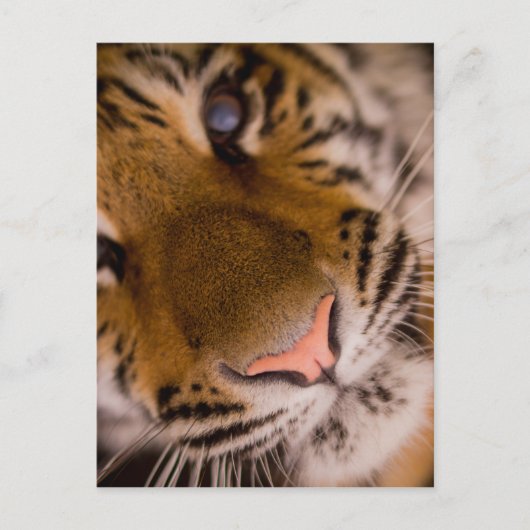 Tiger Close-up Uitzicht Briefkaart (Voorkant)