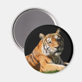 Tiger Closeup Magneet (Voorkant / Achterkant)