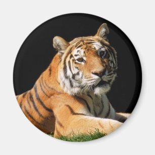 Tiger Closeup Magneet
