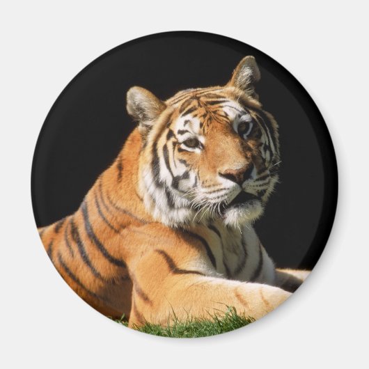 Tiger Closeup Magneet (Voorkant)