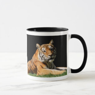 Tiger Closeup Mok