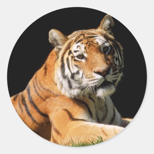 Tiger Closeup Ronde Sticker (Voorkant)