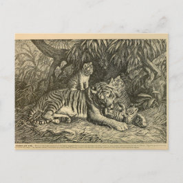 Tiger Cub Ephemera Kunst Briefkaart