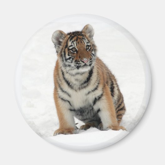 Tiger Cub in the Snow Photo Magneet (Voorkant)