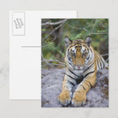 Tiger cub, Nationaal Park Bandhavgarh, India Briefkaart (Voorkant / Achterkant)