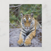 Tiger cub, Nationaal Park Bandhavgarh, India Briefkaart (Voorkant)