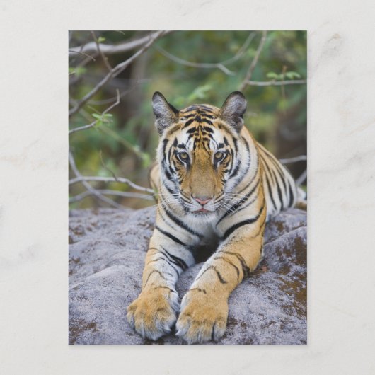 Tiger cub, Nationaal Park Bandhavgarh, India Briefkaart (Voorkant)