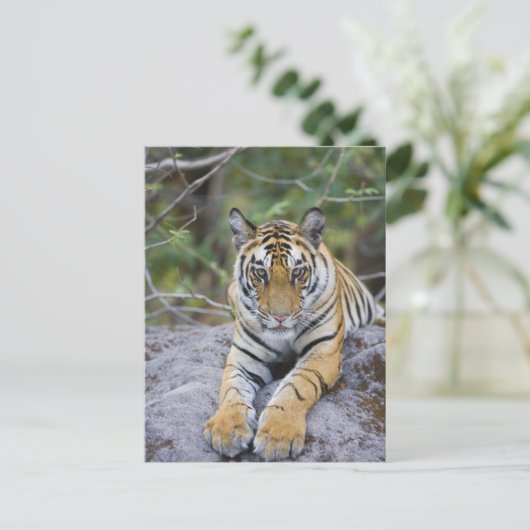 Tiger cub, Nationaal Park Bandhavgarh, India Briefkaart (Staand voorkant)