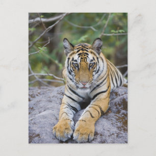 Tiger cub, Nationaal Park Bandhavgarh, India Briefkaart