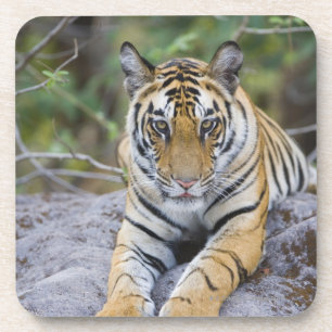 Tiger cub, Nationaal Park Bandhavgarh, India Drankjes Onderzetter
