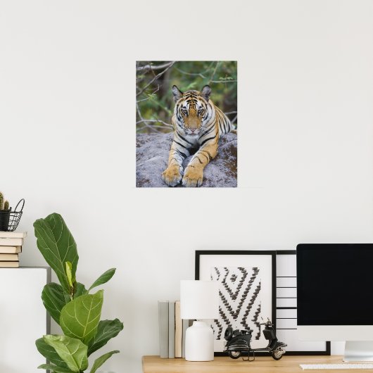 Tiger cub, Nationaal Park Bandhavgarh, India Poster (Thuiskantoor)