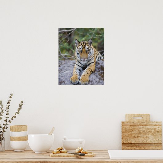 Tiger cub, Nationaal Park Bandhavgarh, India Poster (Keuken)