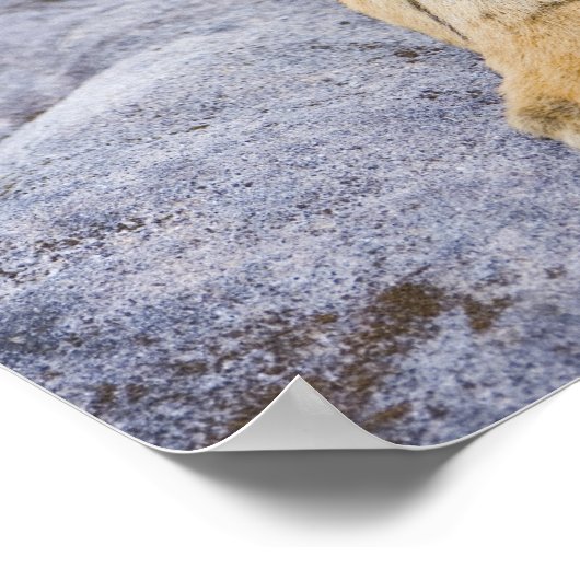 Tiger cub, Nationaal Park Bandhavgarh, India Poster (Hoek)