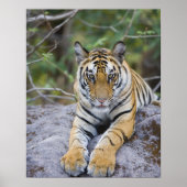 Tiger cub, Nationaal Park Bandhavgarh, India Poster (Voorkant)