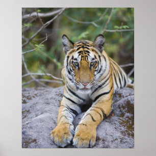 Tiger cub, Nationaal Park Bandhavgarh, India Poster