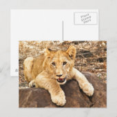 Tiger Cub neemt ademhaling op een rots Briefkaart (Voorkant / Achterkant)
