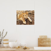 Tiger Cub neemt ademhaling op een rots Poster (Keuken)