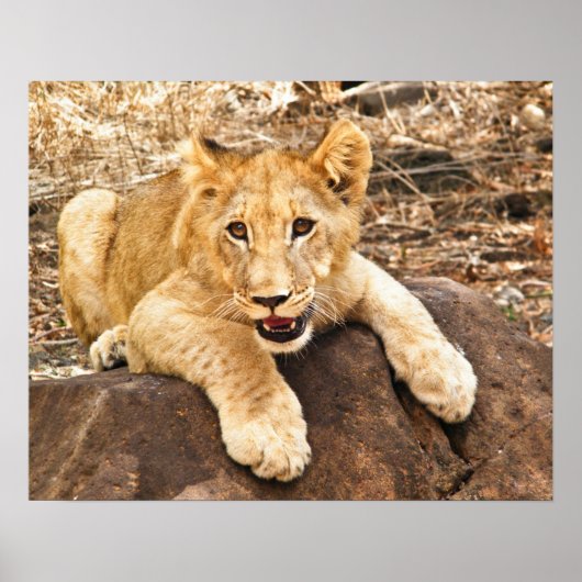 Tiger Cub neemt ademhaling op een rots Poster (Voorkant)