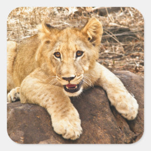 Tiger Cub neemt ademhaling op een rots Vierkante Sticker