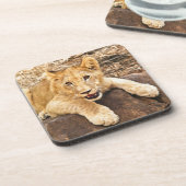 Tiger Cub neemt ademruimte op een rots Onderzetter (Linkerzijde)