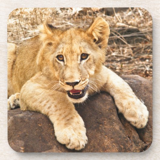 Tiger Cub neemt ademruimte op een rots Onderzetter (Voorkant)