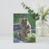 Tiger Cub Portrait Briefkaart (Staand voorkant)