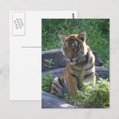Tiger Cub Portrait Briefkaart (Voorkant / Achterkant)