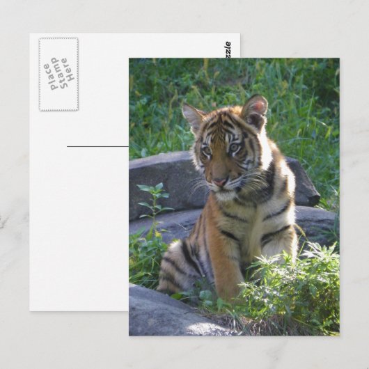 Tiger Cub Portrait Briefkaart (Voorkant / Achterkant)