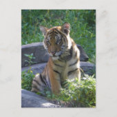 Tiger Cub Portrait Briefkaart (Voorkant)