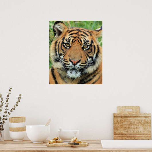 Tiger Cub Portrait Poster (Keuken)
