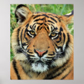 Tiger Cub Portrait Poster (Voorkant)