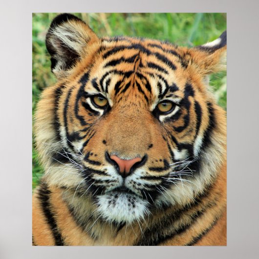 Tiger Cub Portrait Poster (Voorkant)