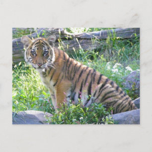 Tiger Cub Portret 2 Briefkaart